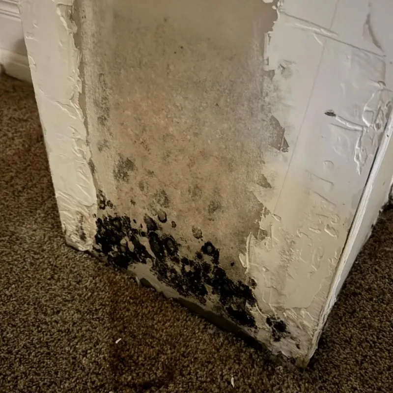 Professional Mold Removal in Drexel, OH